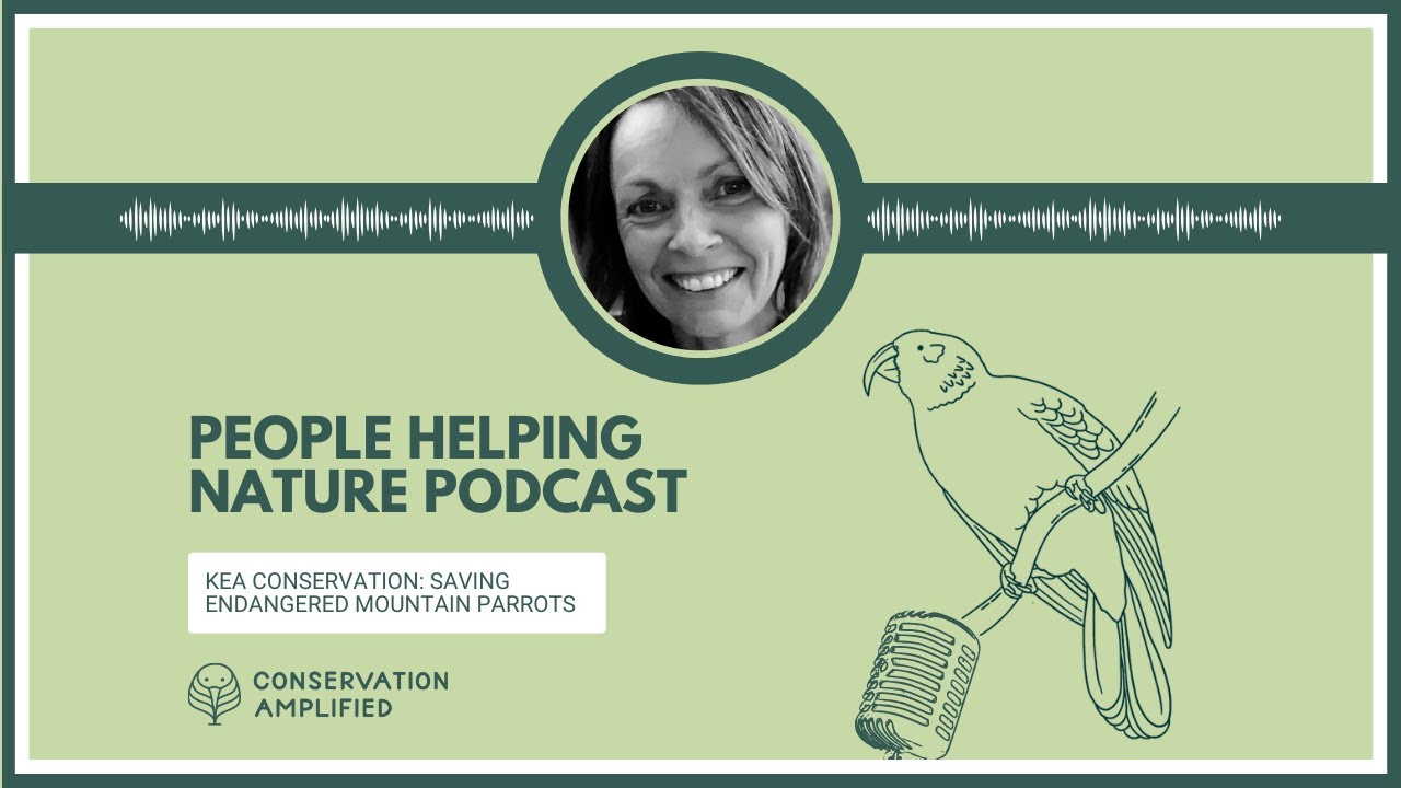 Kea Conservation: Saving Endangered Mountain Parrots (part 1 with Tamsin Orr-Walker)