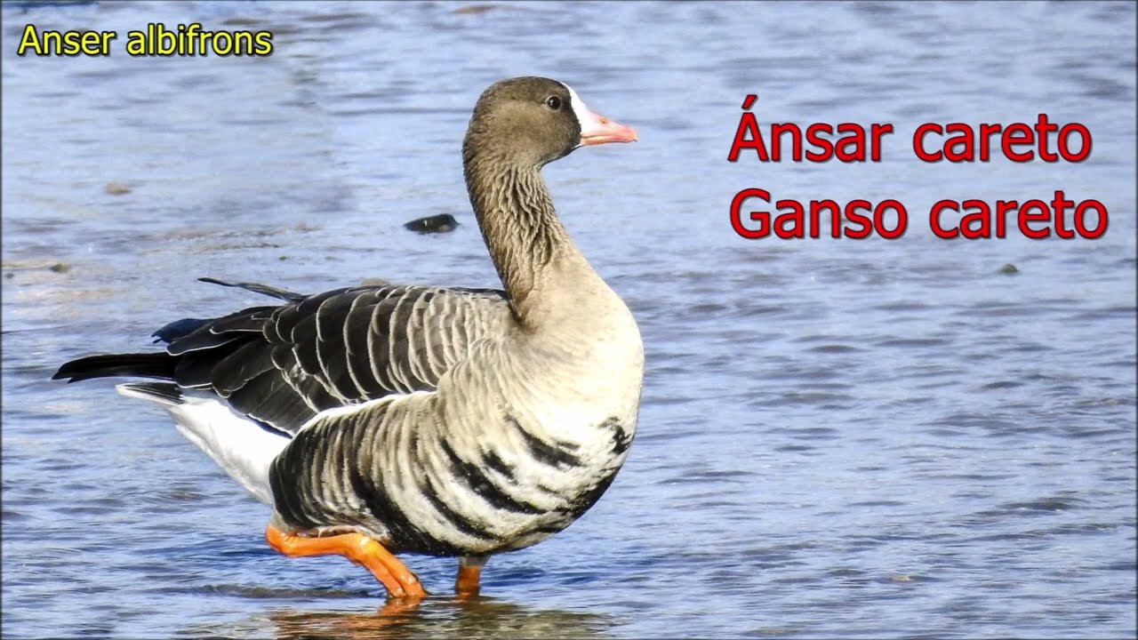 Tipos de ganson,&Aacute;nsares y ocas de todo el mundo.