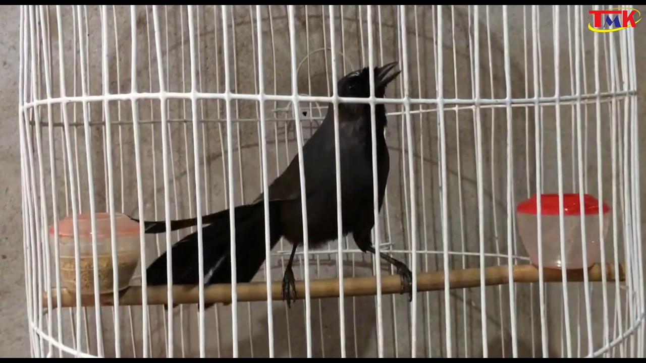 Black-throated laughingthrush(Garrulax chinensis): Purebred Birds Singing Sound Good, Worth $ 500