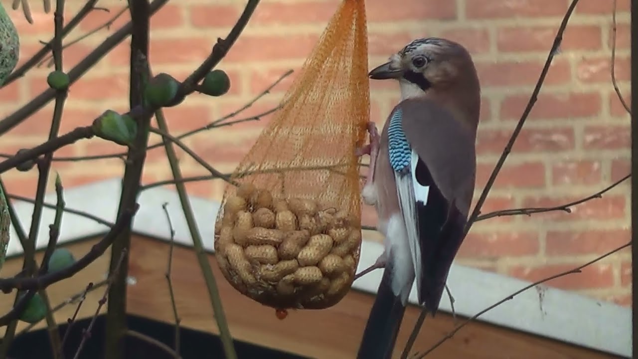Vogels in de tuin / Birds in the garden