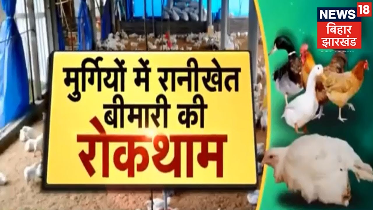Poultry Farming | मुर्गियों में रानीखेत बीमारी की रोकथाम, जानिए | Annadata|  News18 Bihar Jharkhand