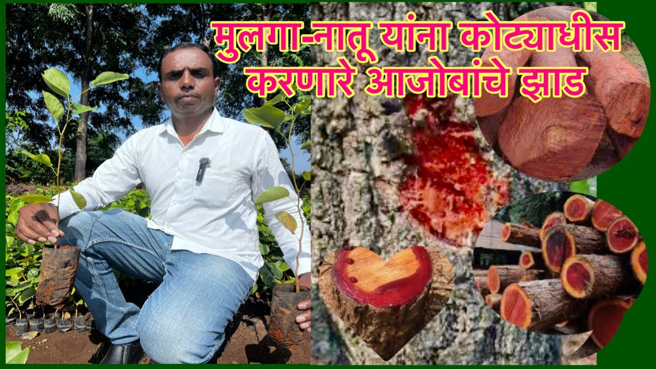 मुलगा/नातू यांना कोट्याधीश करणारे आजोबांचे झाड