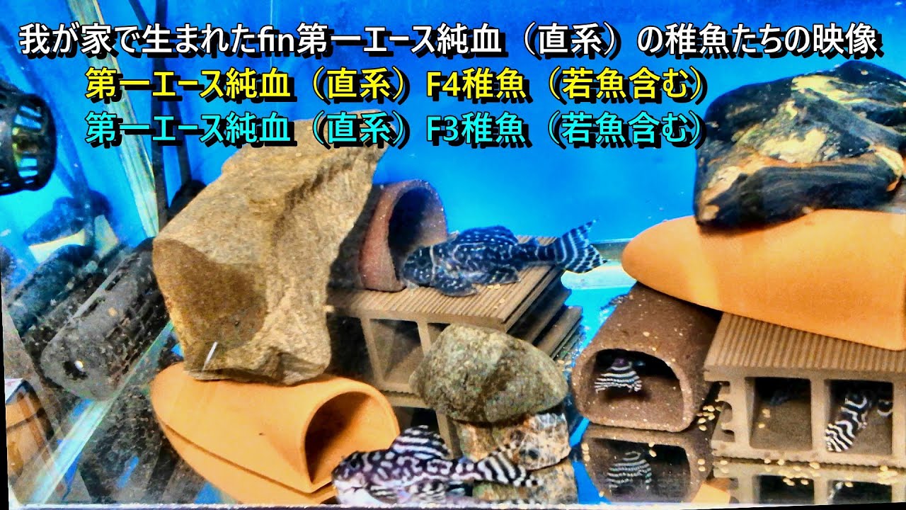 2025年我が家で生まれたfin第一エース純血（直系）の稚魚たちの映像（F3,F4稚魚）
