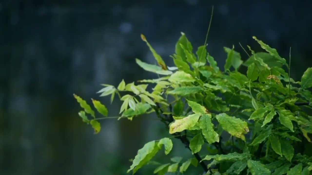 Rain Sounds for Sleep 🌧️ 30 Minutes Relaxing Rain Ambience for Deep Sleep and Relaxation