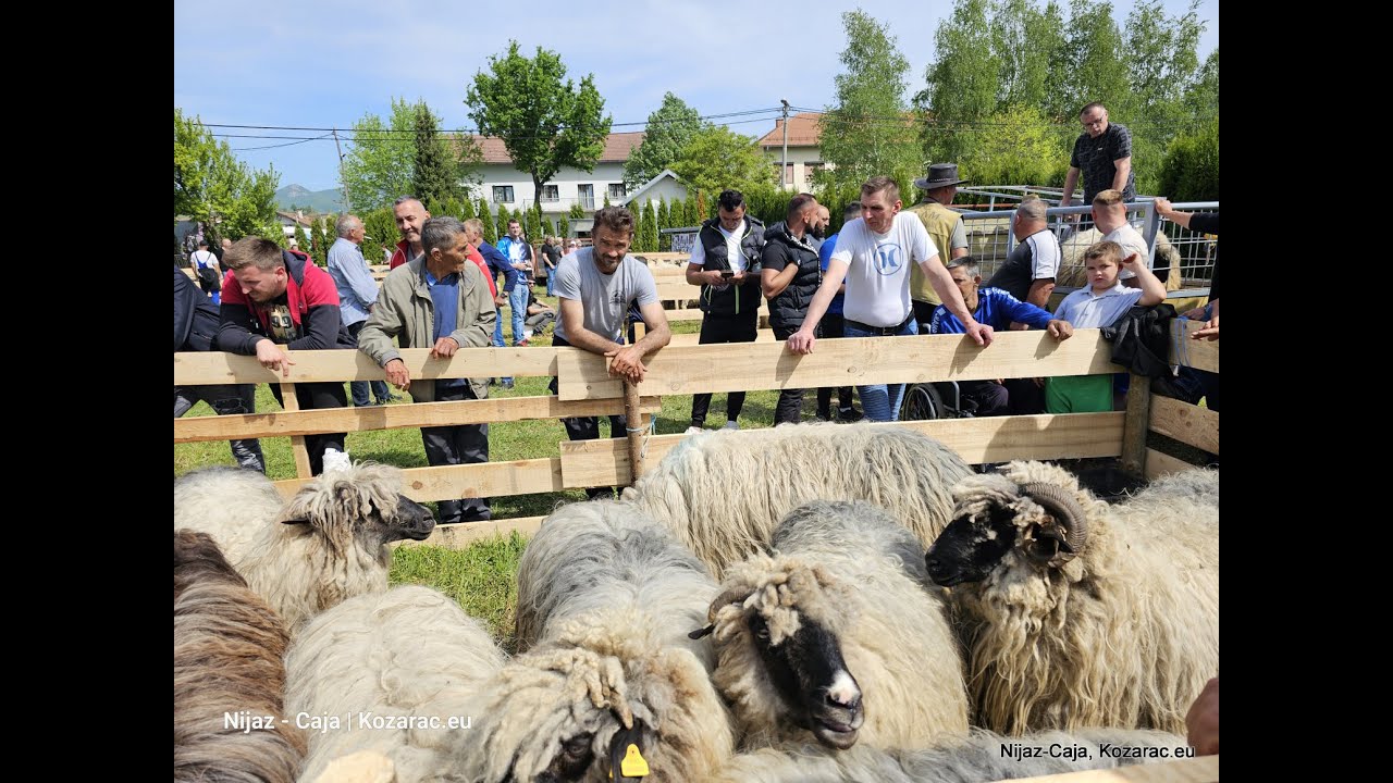 TREĆA IZLOŽBA OVACA U KAMIČANIMA 13 04 2024  kozarac eu, Nijaz Caja Huremović