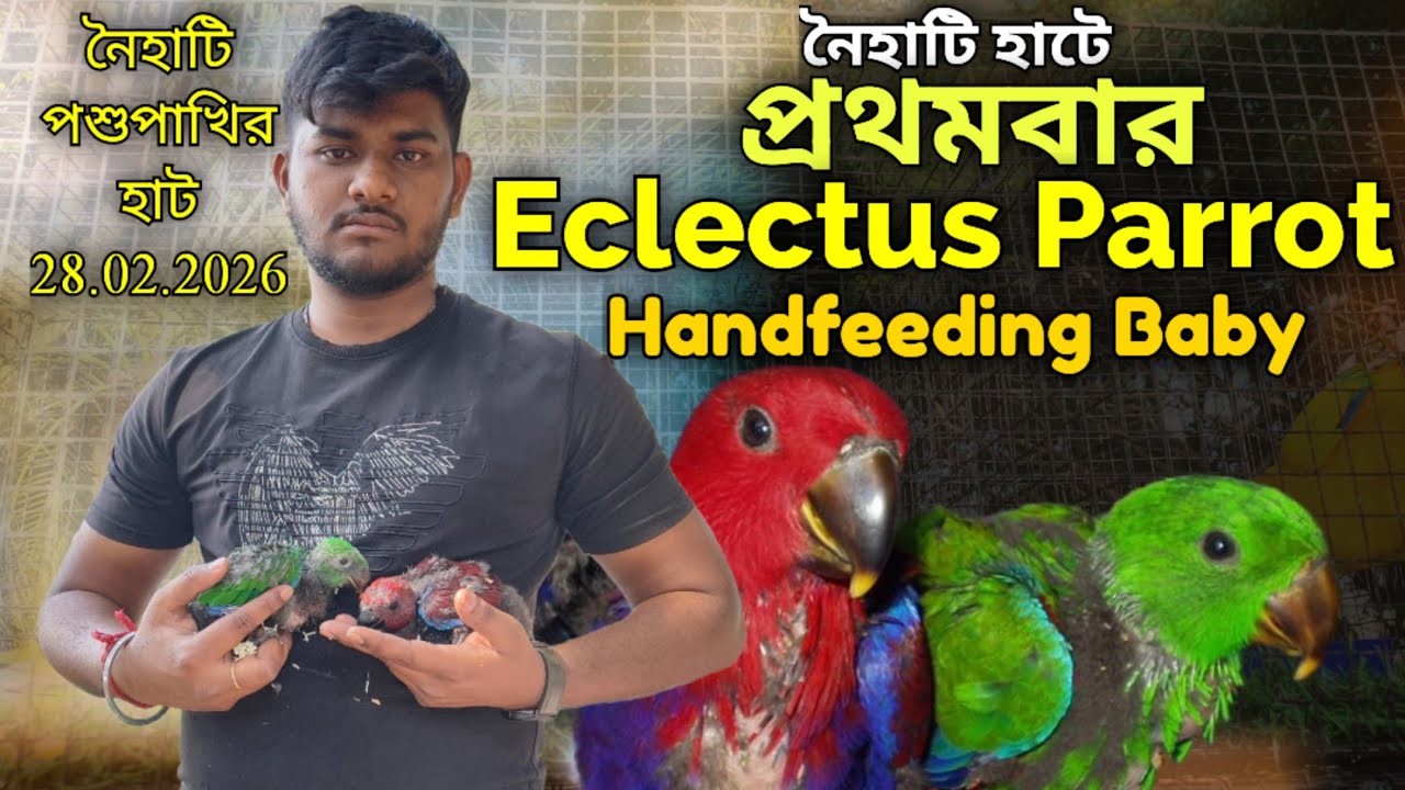 ।।নৈহাটি হাটে প্রথমবার Eclectus Parrot Handfeeding Baby।।Part -1।।Naihati Pet Market।।Price of Birds