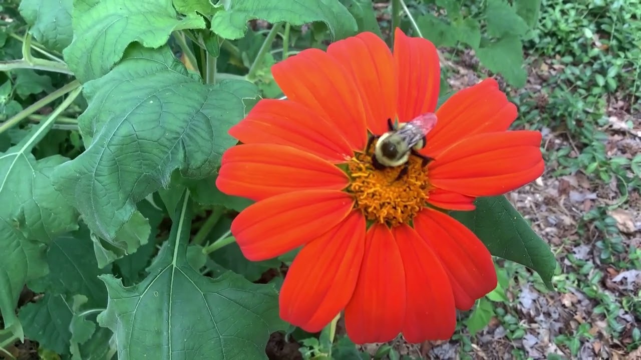 Garden Introduction and Tour