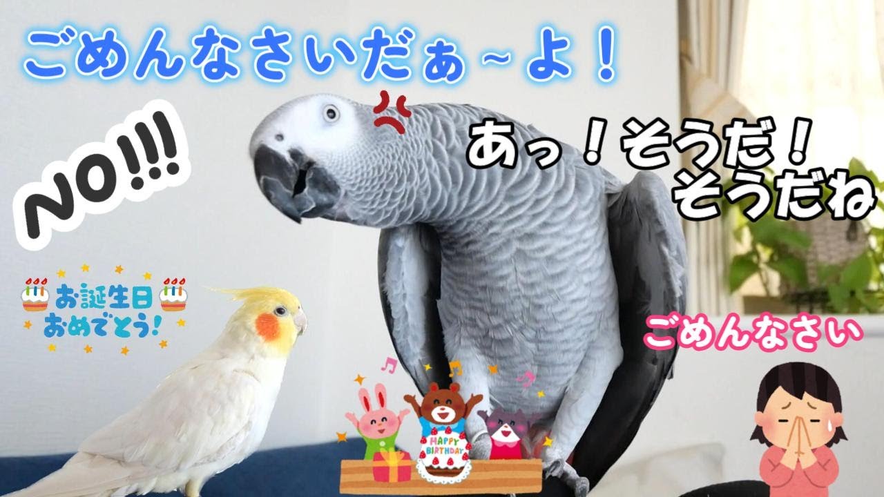[お誕生日激おこインコ】ぴーちゃんの誕生日　ママに激おこヨウムのめいちゃん！怒っためいちゃんがママにしたことは…！？