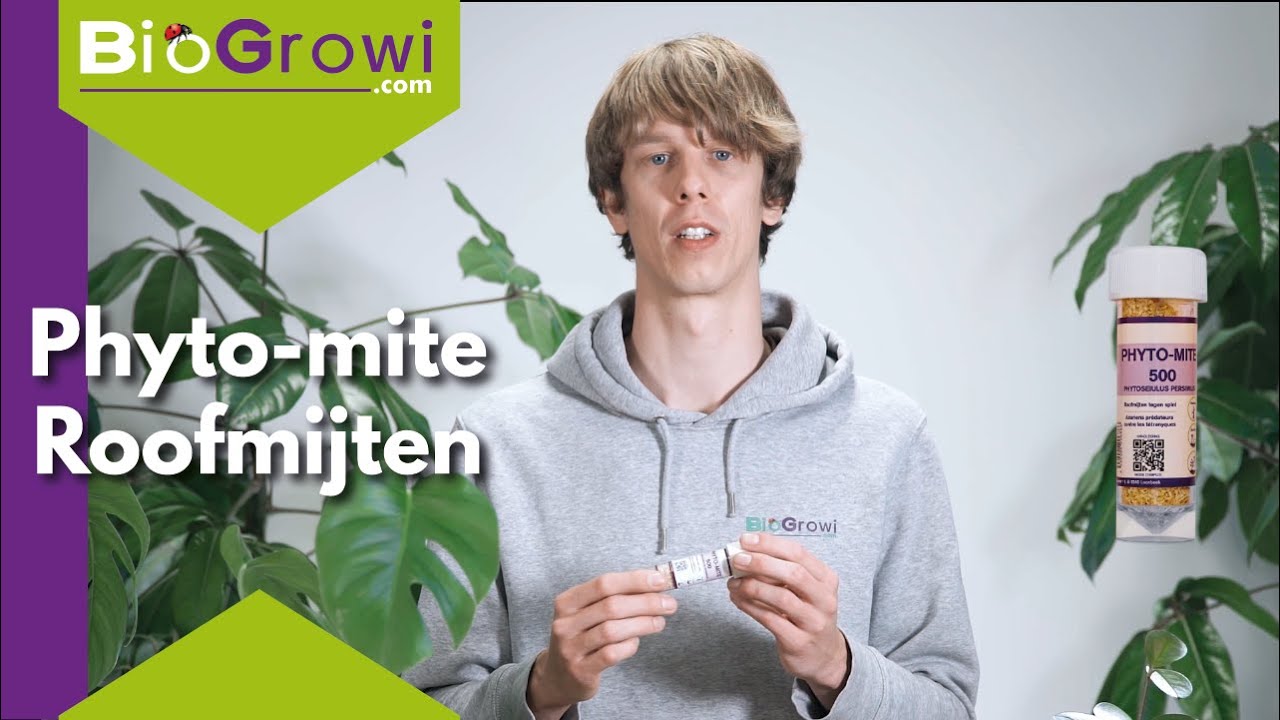 Phyto-mite | Spint bestrijden met roofmijten