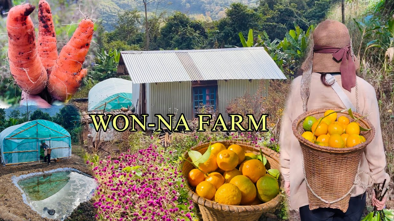 Harvesting Vegetables,Fruit&rsquo;s from the Won-na Farm // Tangkhul Village Life