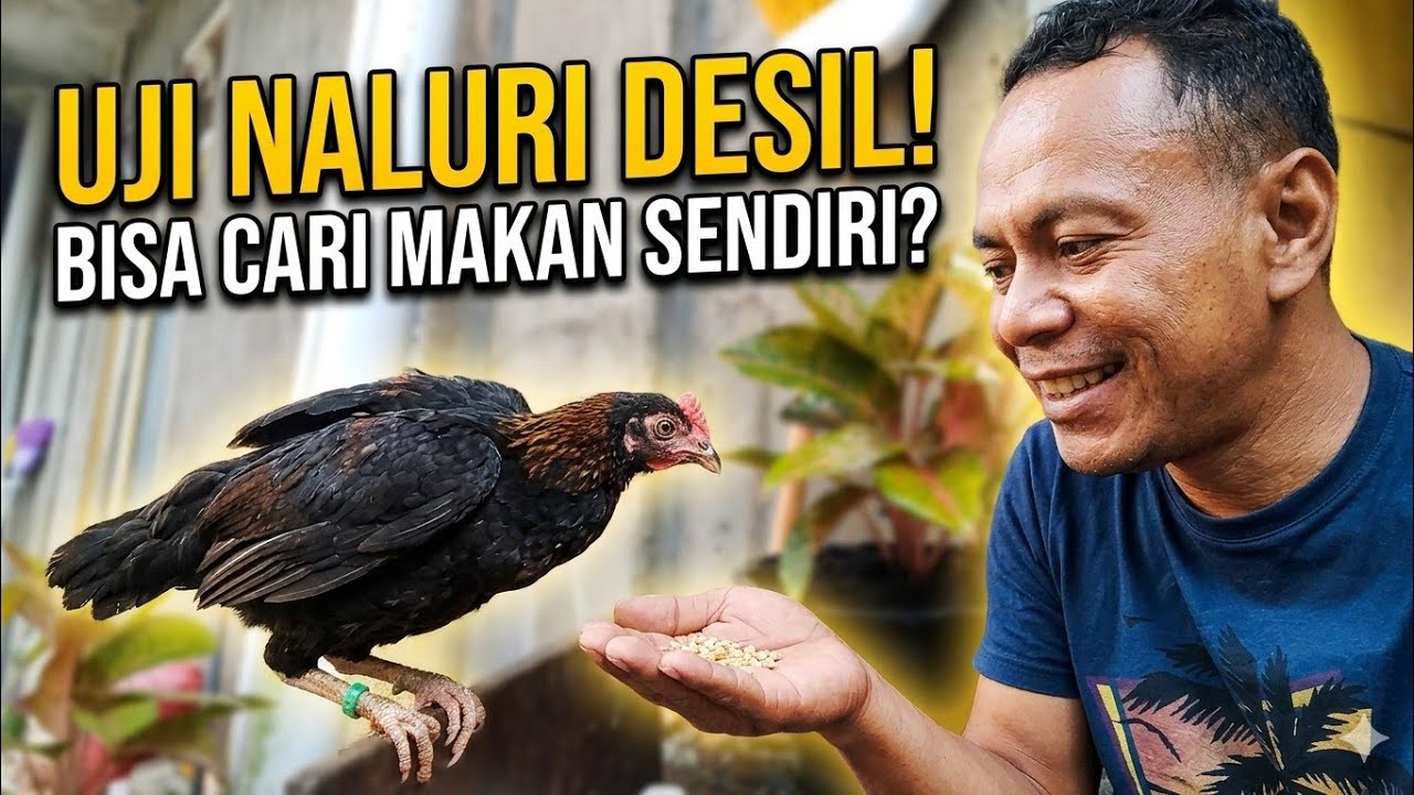 Desil Belum Dikasih Makan! Apakah Ayam Jinak Punya Naluri Cari Makan Sendiri?