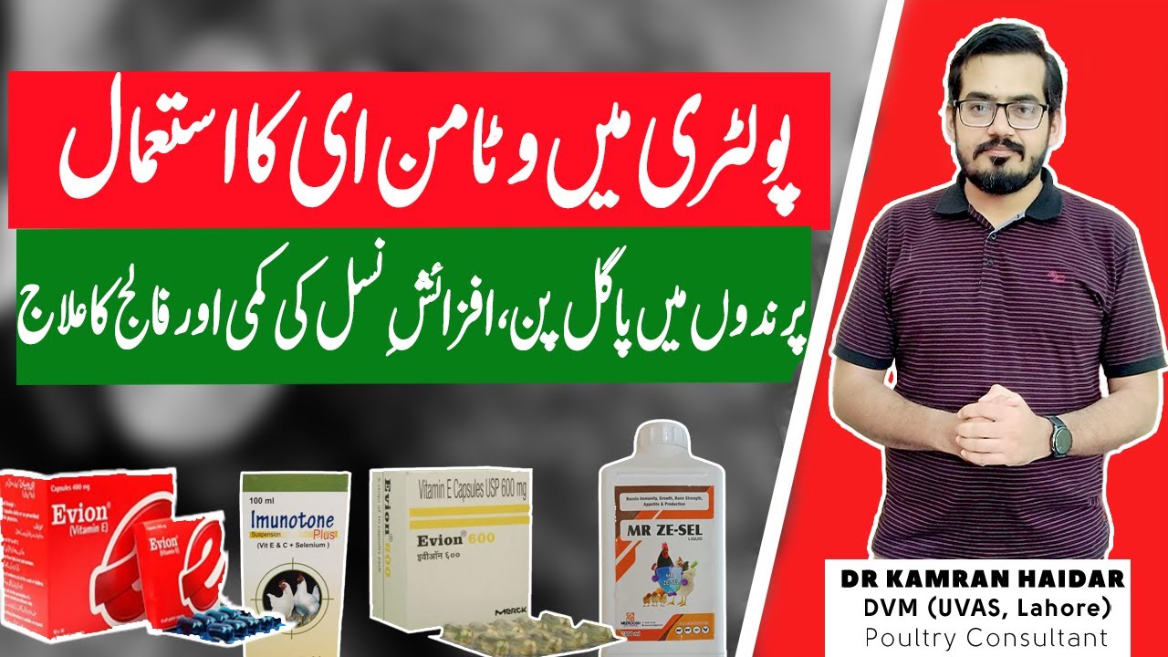 Vitamin E for Chickens & Birds | Treatment of Vitamin E Deficiency in Poultry | Winter 2024