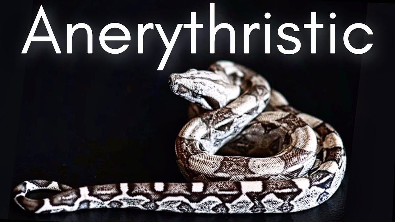 Boa Constrictor Morph Guide (ANERYTHRISTIC)