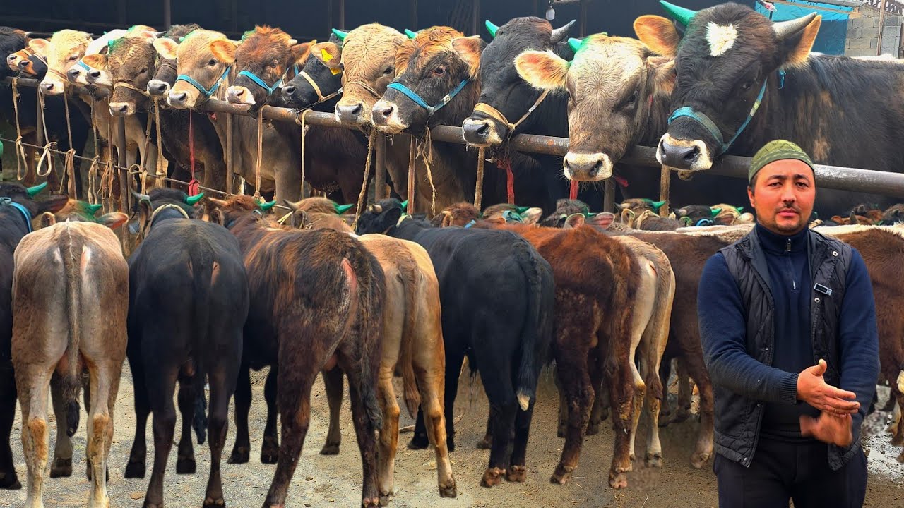 Narx Aytish Shunaqa Bo'ladi Arzonchi Xamidullodan Yangi Partiya Buqalar 9-mart, 2026