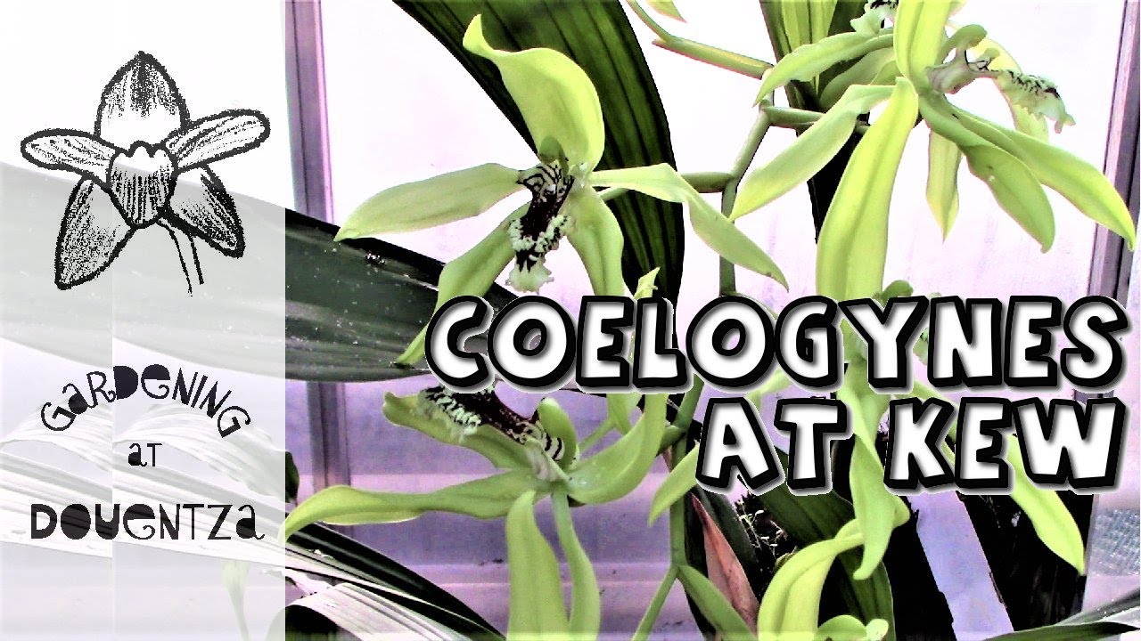 Monster Rambling Coelogynes - Behind the Scenes at Kew (3 of 7)