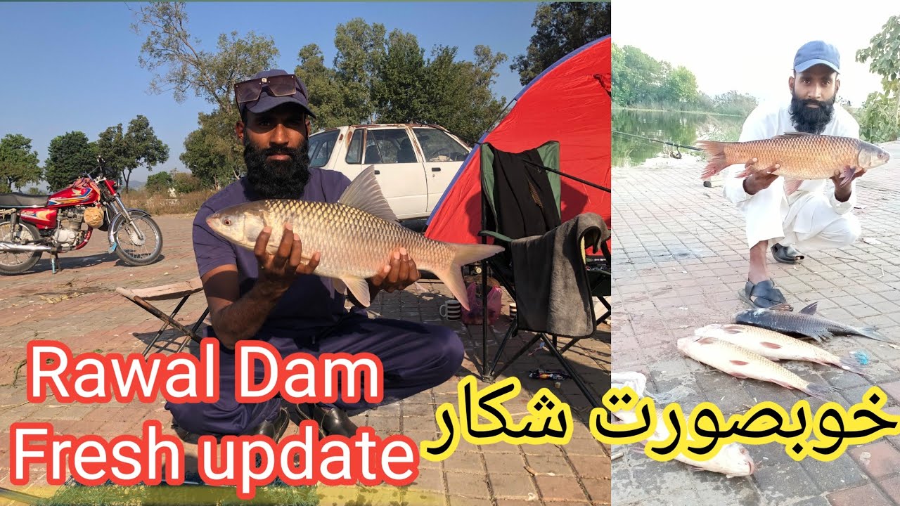 Rawal Dam Fishing update | Mirgal | hybrid چھوٹا سا شکار