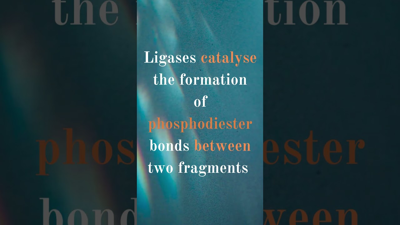 What are "Ligases" enzymes?