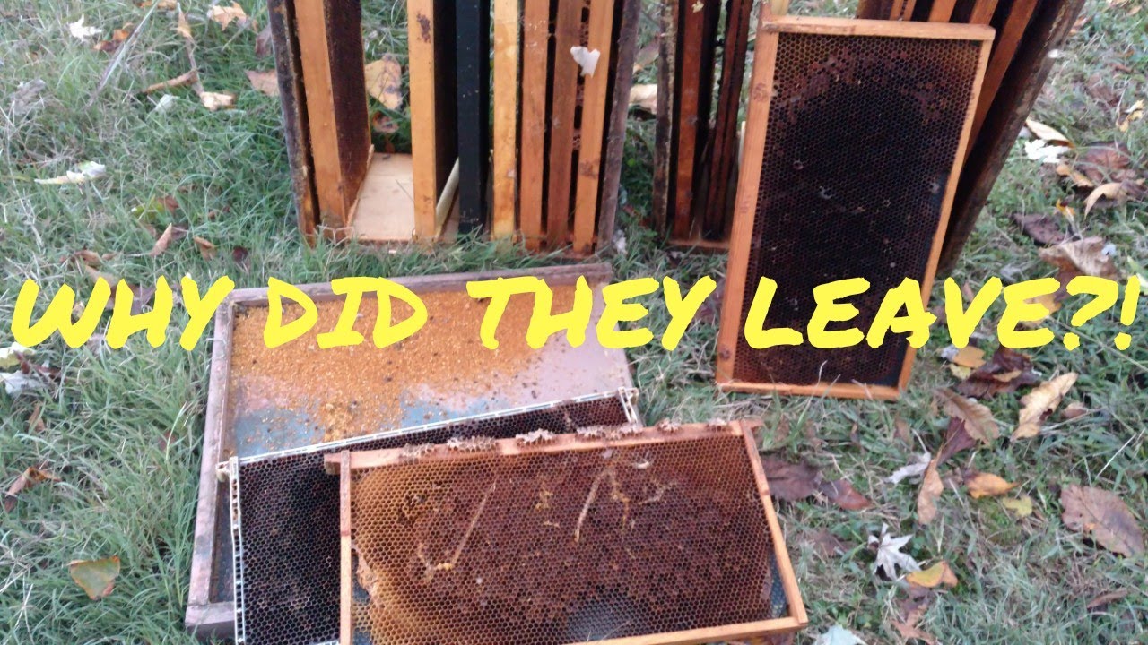 🔵Why do bees leave/abscond in fall and leave their honey?