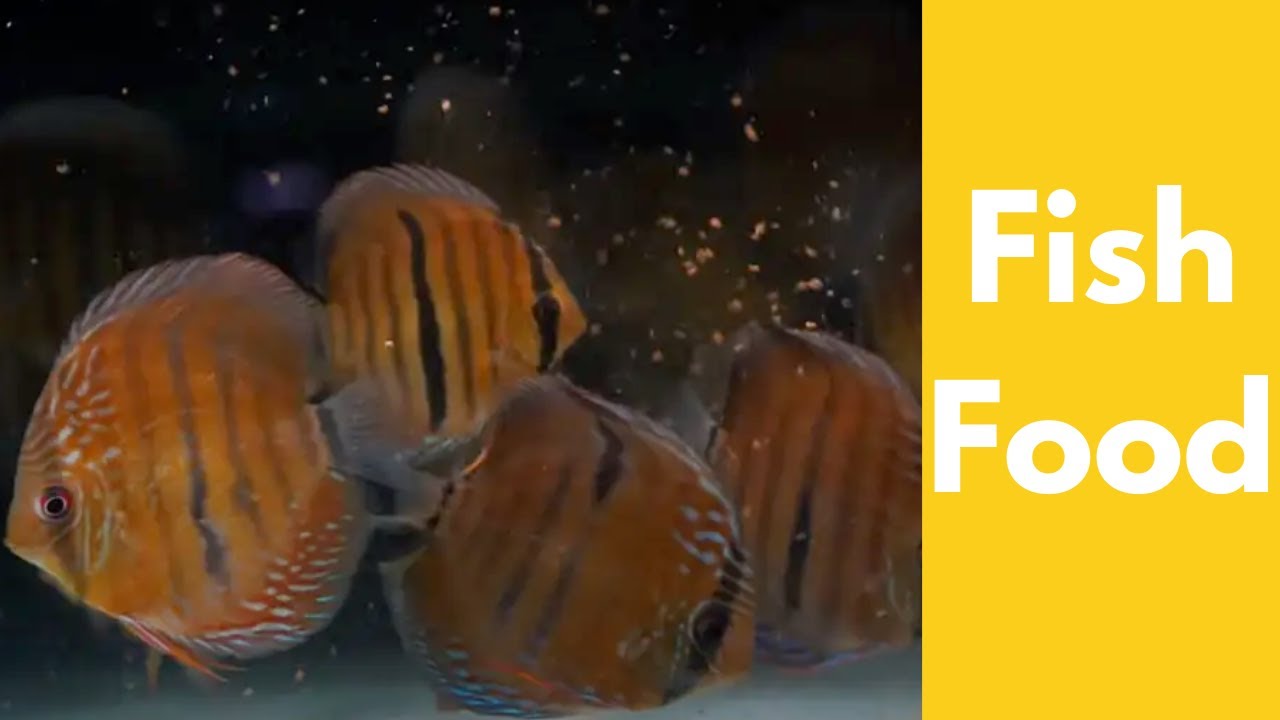 How to feed Discus fish!