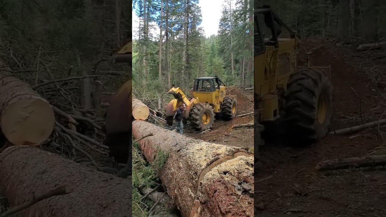 518 Cat Skidding in the money log! Large logs! Caterpillar diesel Power!