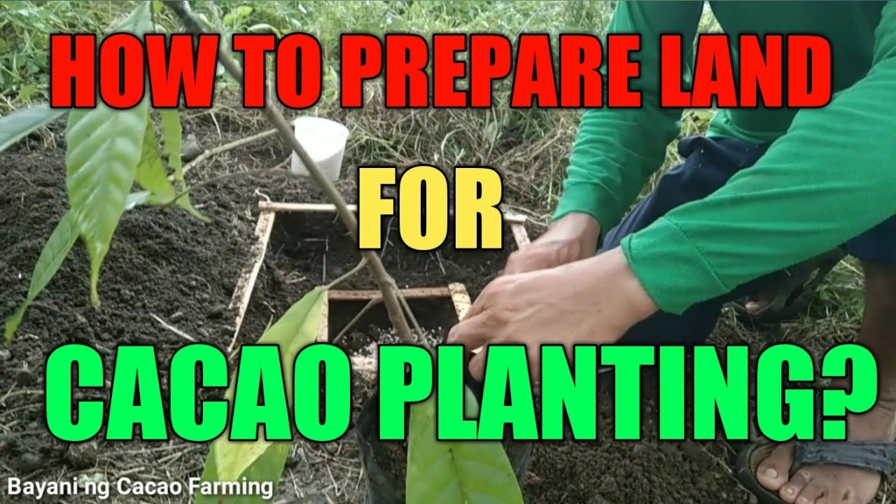How to prepare land for cacao farming? How to plant a cacao tree?