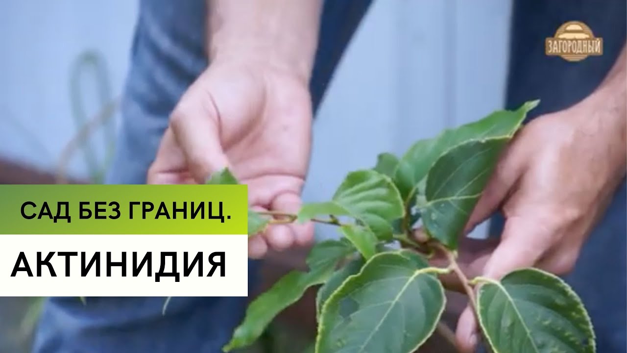 Актинидия \ Выращиваем киви на даче \ Сад без границ