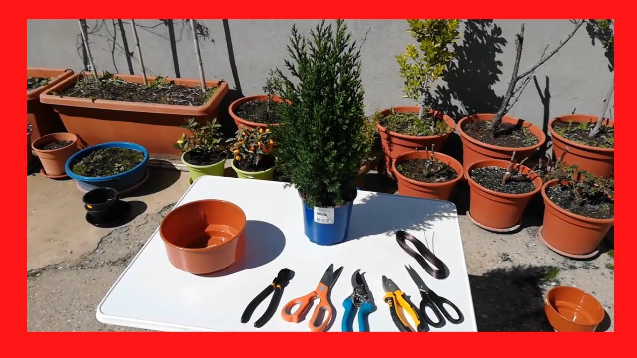Como Hacer Un Bonsai Con Arbol de Vivero | Junipero | Mencion Papa Bonsai