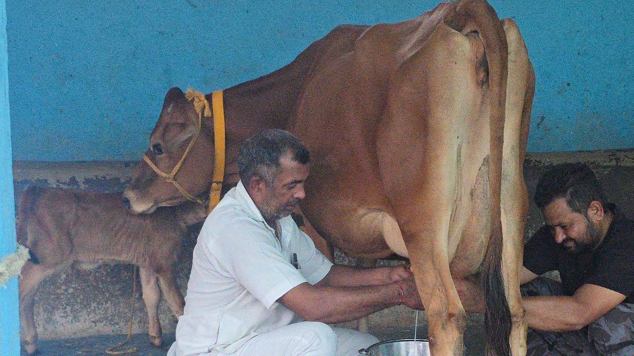 अच्छी नस्ल 👌की 7 जर्सी गाये🐄 का लौट ✅️मात्र चार लाख रुपए में🔥🔥 cont 75080 23218 