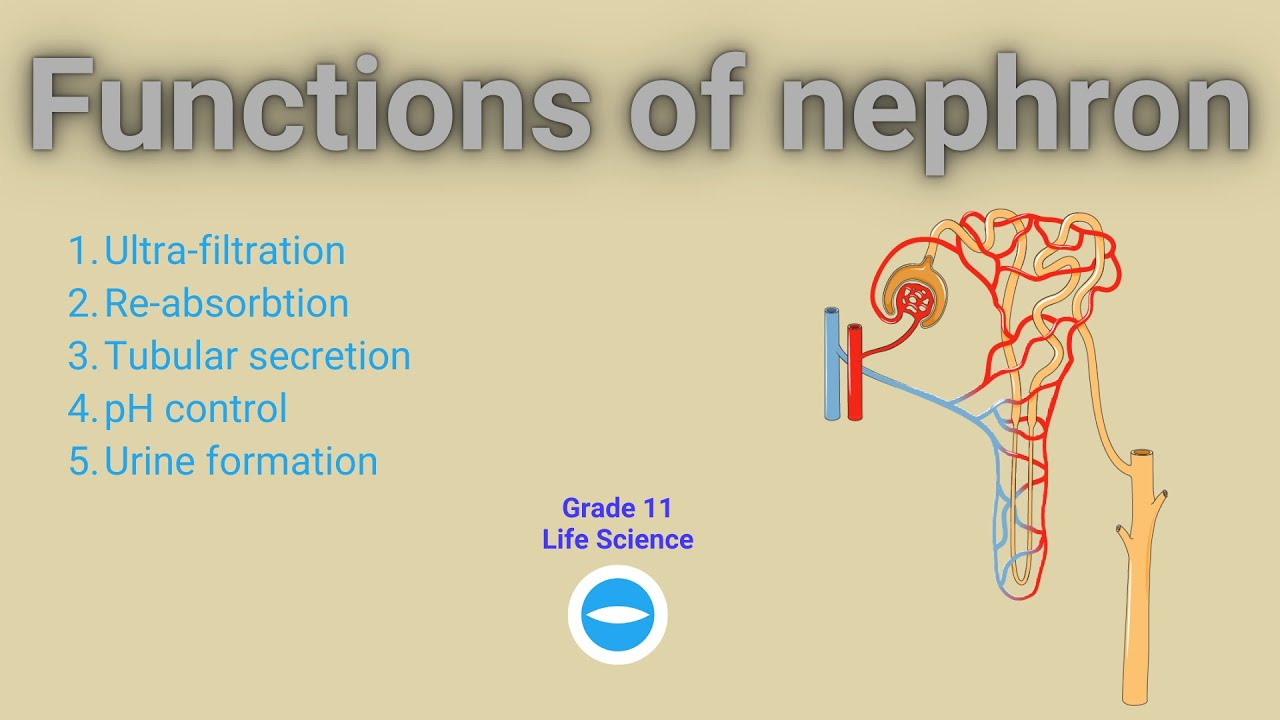 Functions of nephron | Excretion in human | Life science Grade 11
