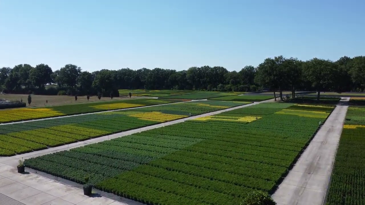 De Koekoek potcultures augustus 2022