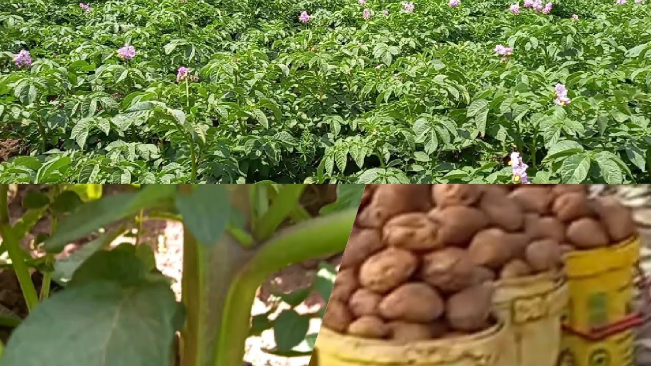 POTATO FARMING.    SPRAY PROGRAM. 1st-6th week. Potato farming at Kericho -Kenya