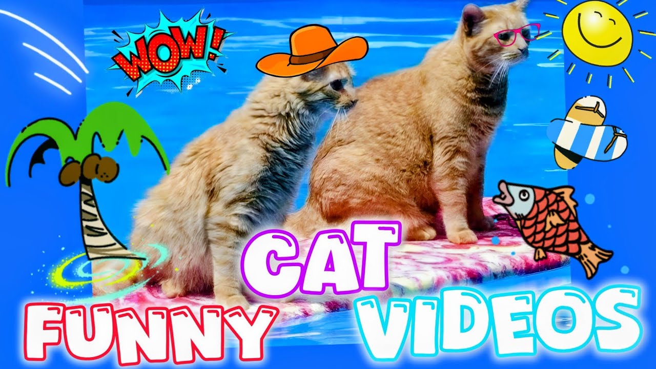 Барсик на курорте😸 приколы с котиками 🤣 