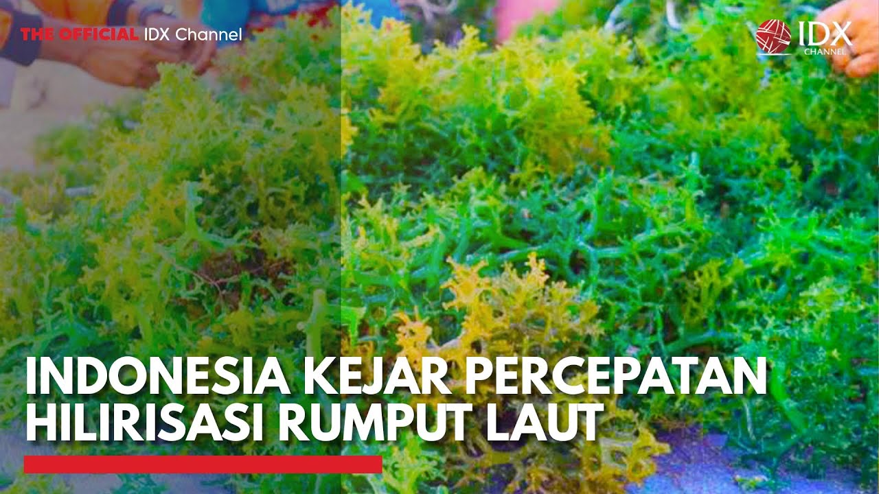 Indonesia Kejar Percepatan Hilirisasi Rumput Laut | IDX CHANNEL