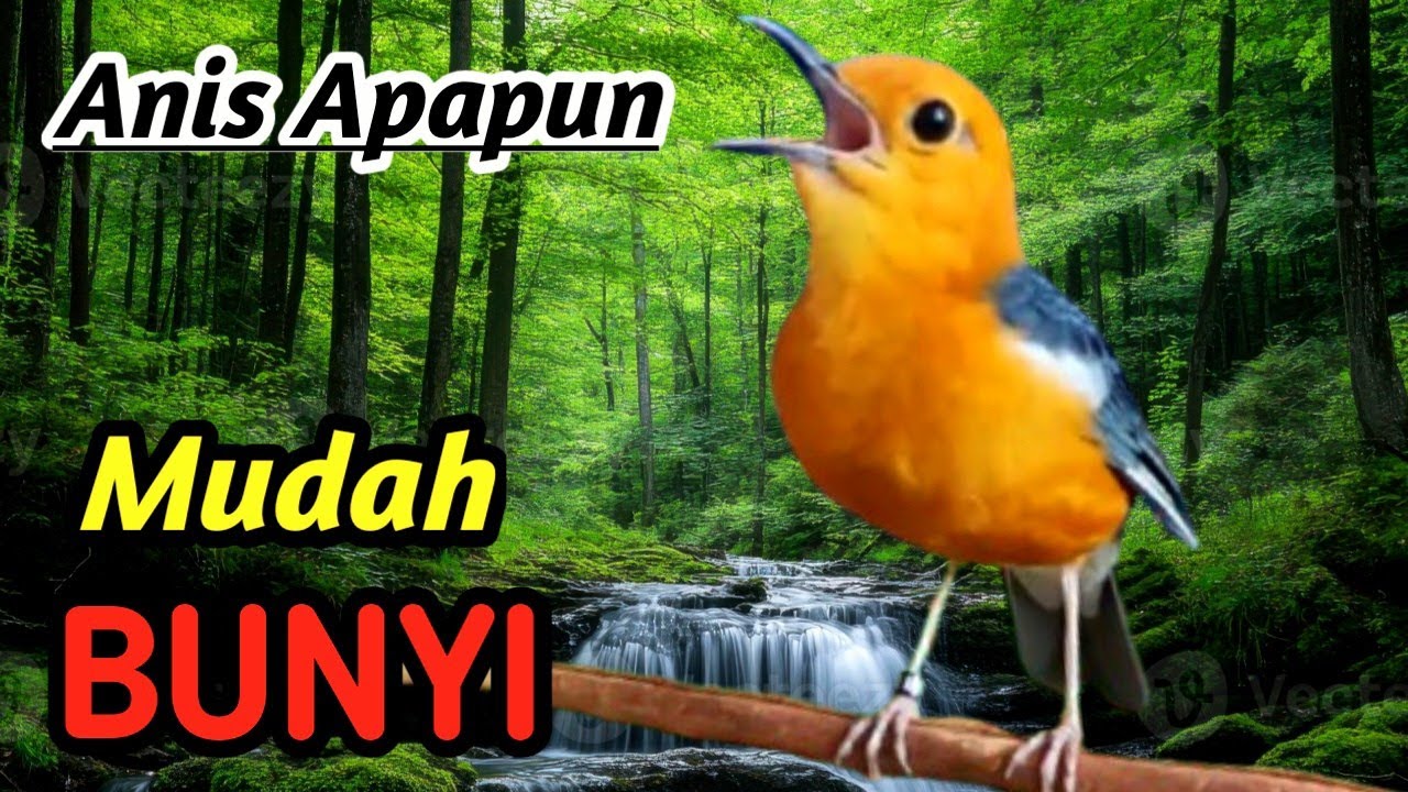 Anis Merah Masteran Terbaik 2026 | Powerful Ngerol & Tembak Tajam
