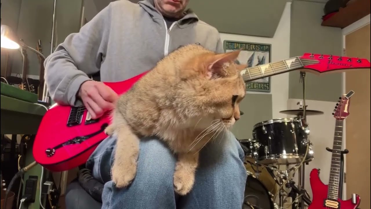 Paul gilbert CAT is having FUN 