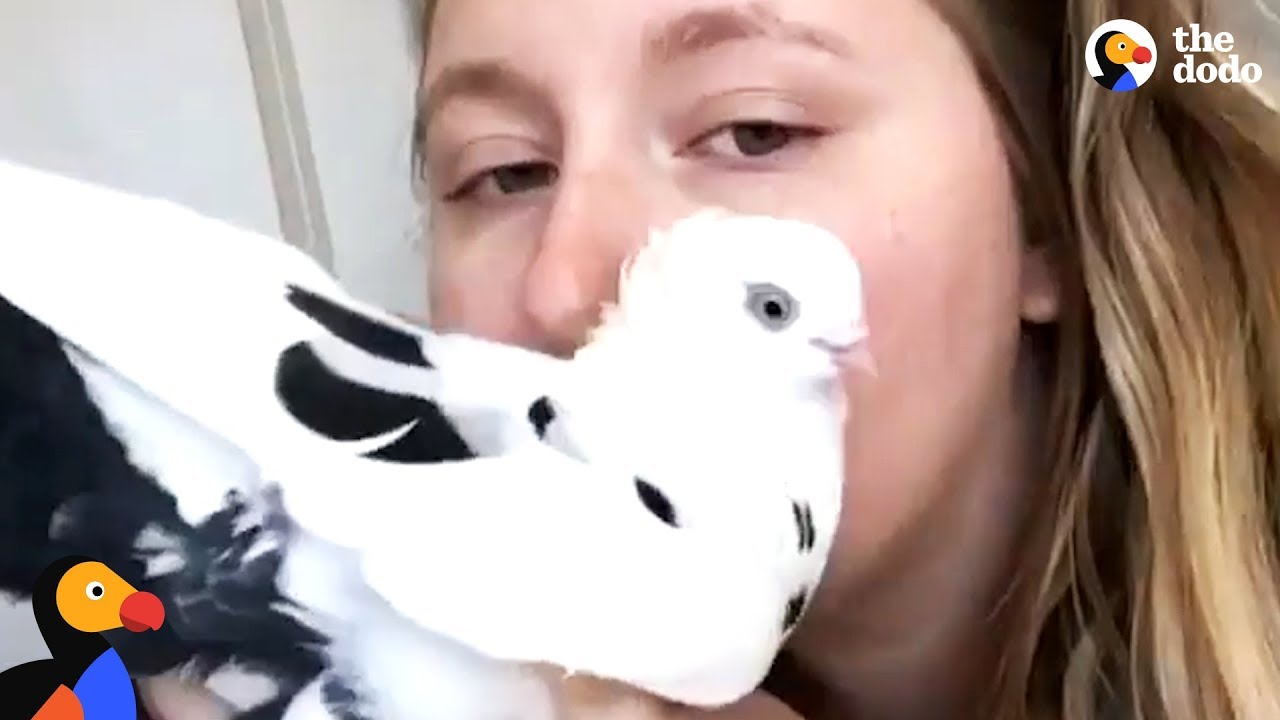 Pigeon Who Wears Fancy Pants Has The Best Mom - PLUM | The Dodo