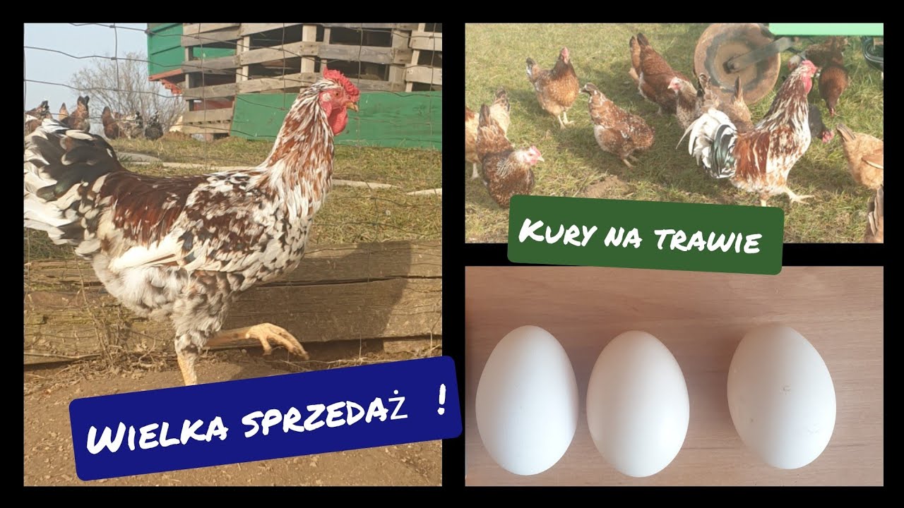 Wielka sprzedaż! *kury na trawie*