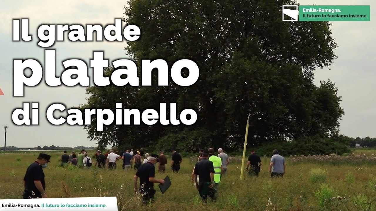 Il platano di Carpinello | Gli alberi monumentali della Regione Emilia-Romagna