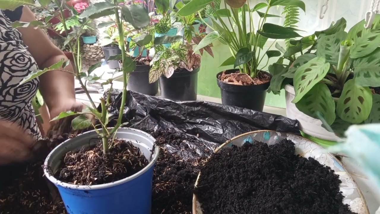 FASES  DE LA LUNA  importante  en  el  TRASPLANTE  de ANTURIOS  y más plantas 🪴🌸