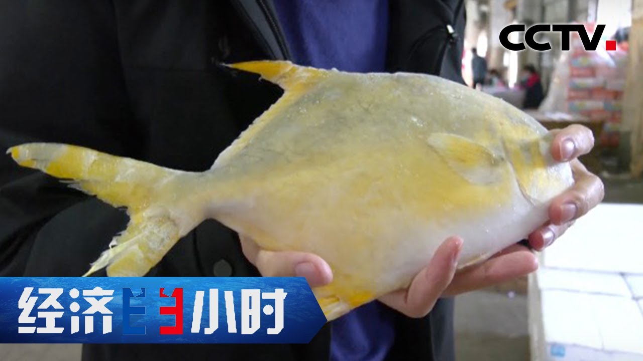 一条鱼产值超100亿！“蓝色粮仓”养出美味“致富鱼” 「经济半小时」20230105 | CCTV财经