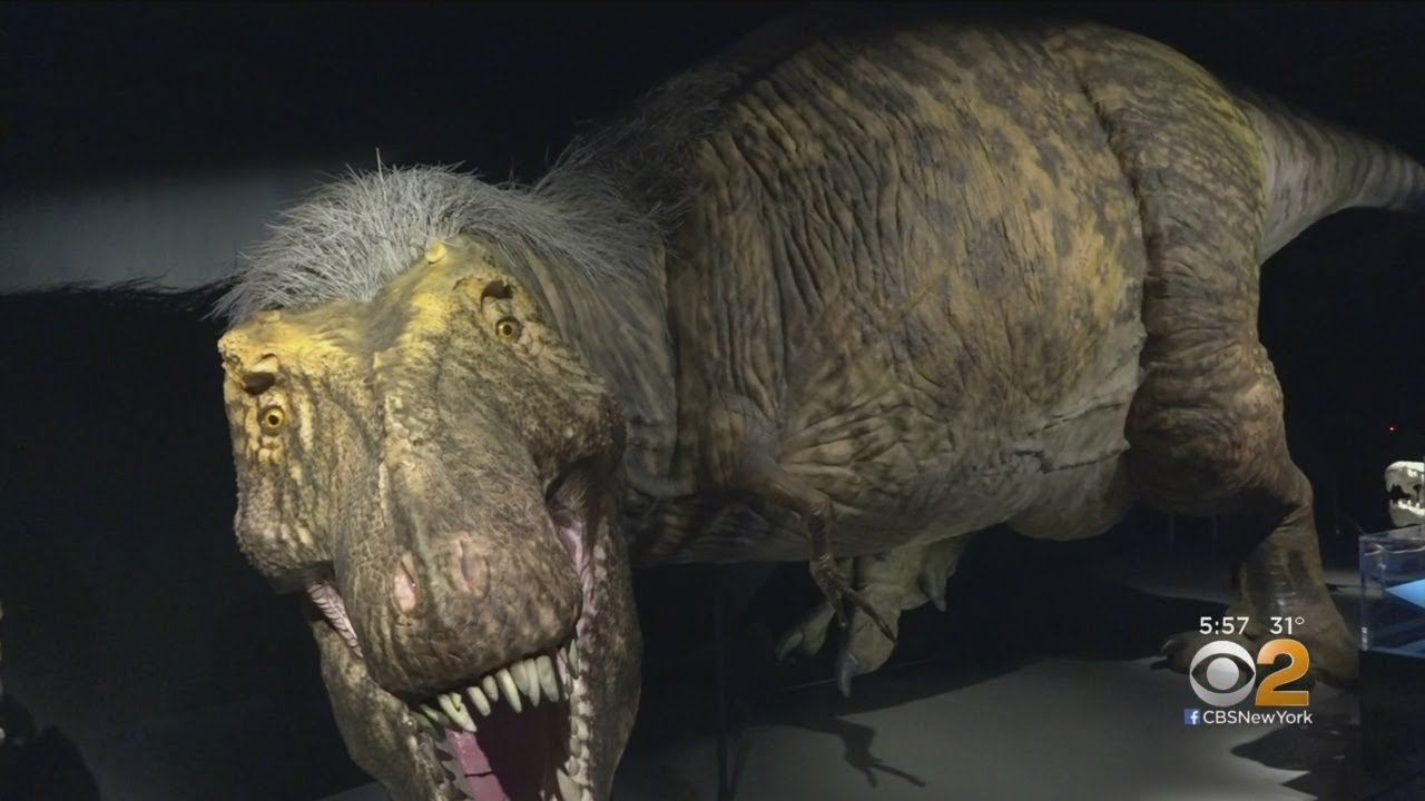New T-Rex Exhibit At Museum Of Natural History