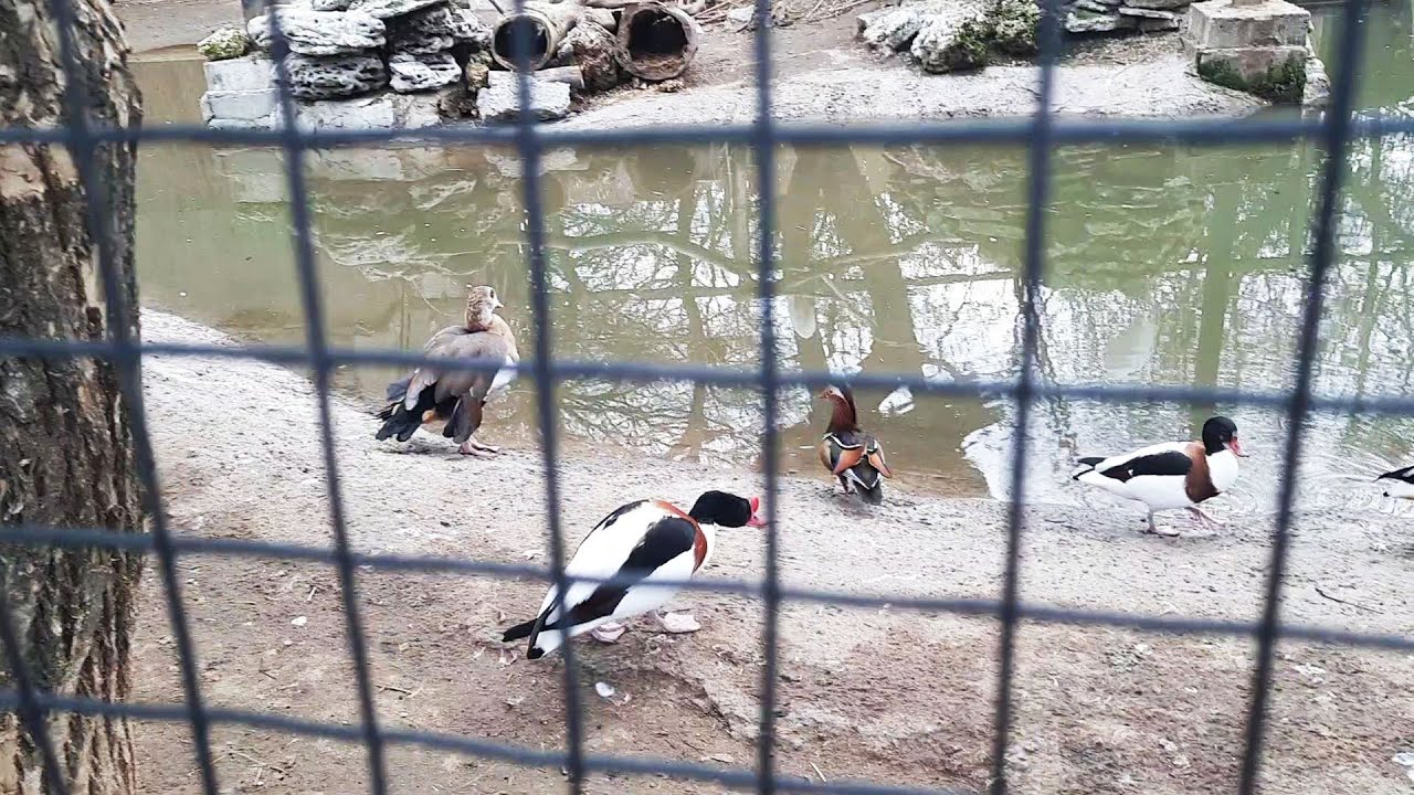 Одесский зоопарк 2023/ Odessa Zoo