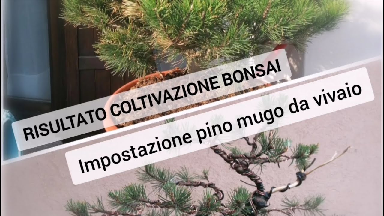 RISULTATI COLTIVAZIONE BONSAI - IMPOSTAZIONE PINO MUGO DA VIVAIO
