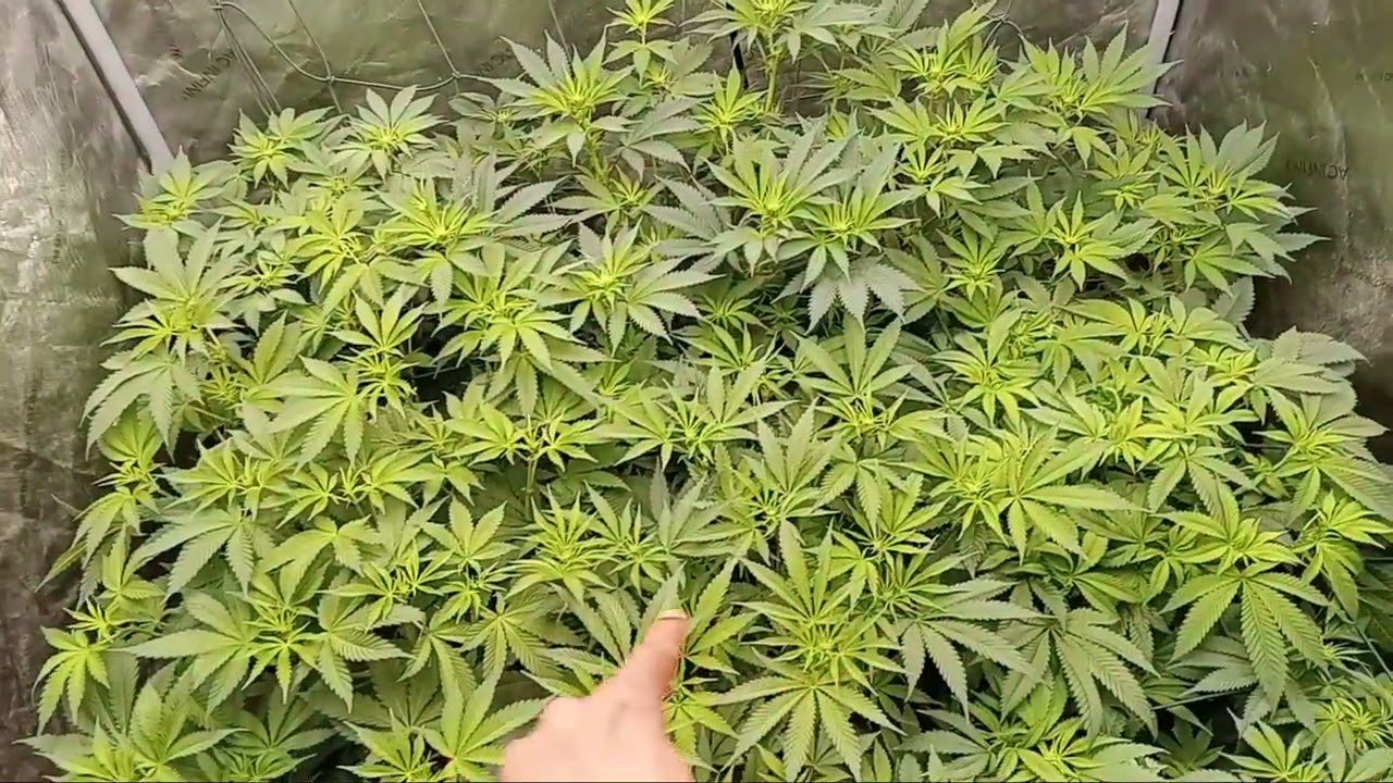Community genetics grow 