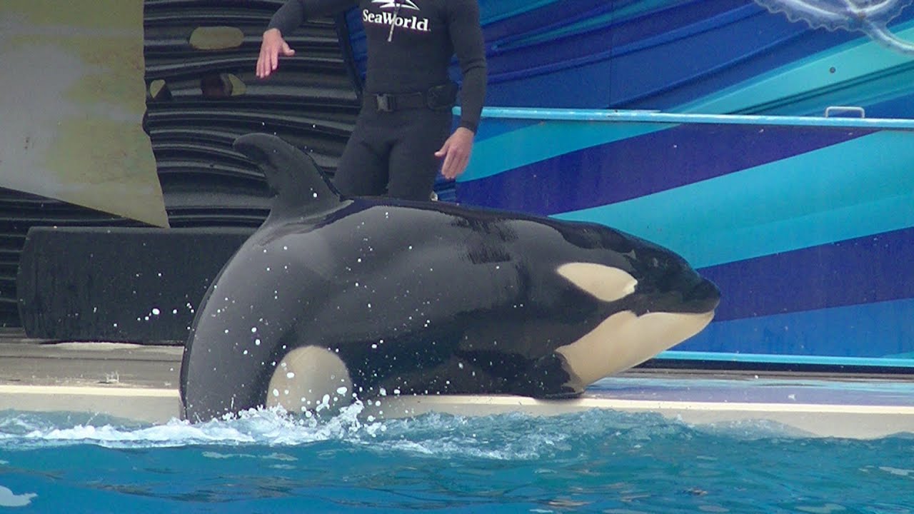 One Ocean Featuring Baby Amaya - May 14, 2016 - SeaWorld San Diego