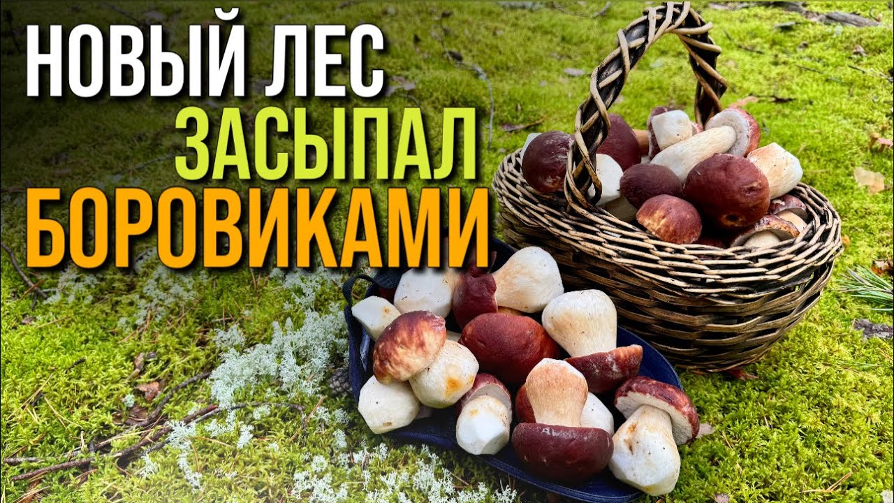 💥БОРОВИКИ АТАКУЮТ! ЕЛЕ УНЁС НОГИ С УРОЖАЕМ!🔥Грибы 2025