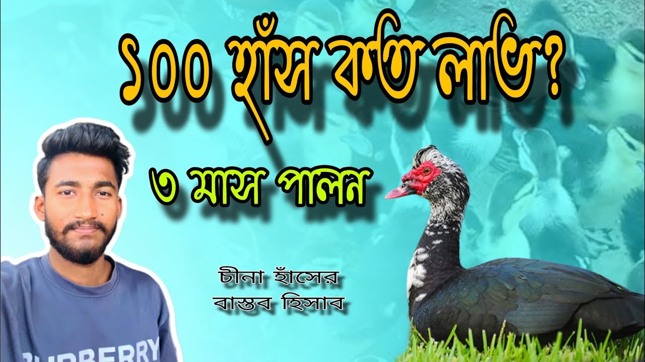 ১০০ হাঁস পালন লাভ না লস? পুরো খরচ বিশ্লেষণ