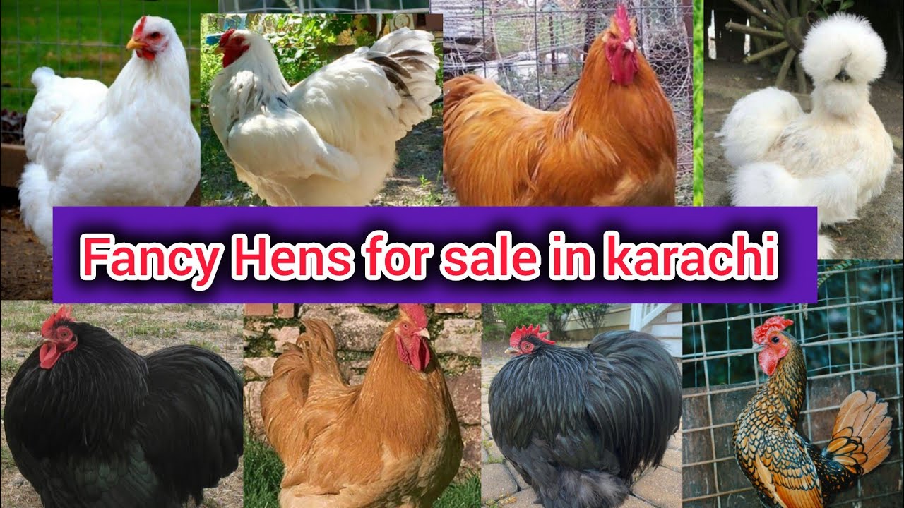 Fancy Hens for sale in karachi | golden buff | white buff | light brahma | white silkie |Sebright