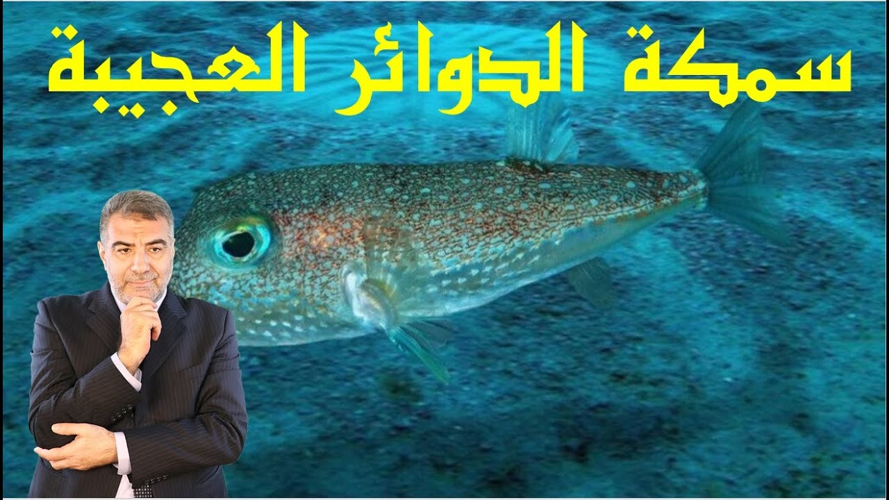 سمكة الدوائر العجيبة شاهد ماذا ترسم | عبدالدائم الكحيل