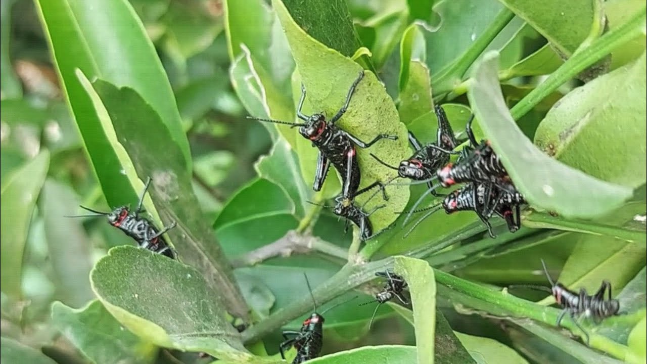 Gafanhotos 🦗